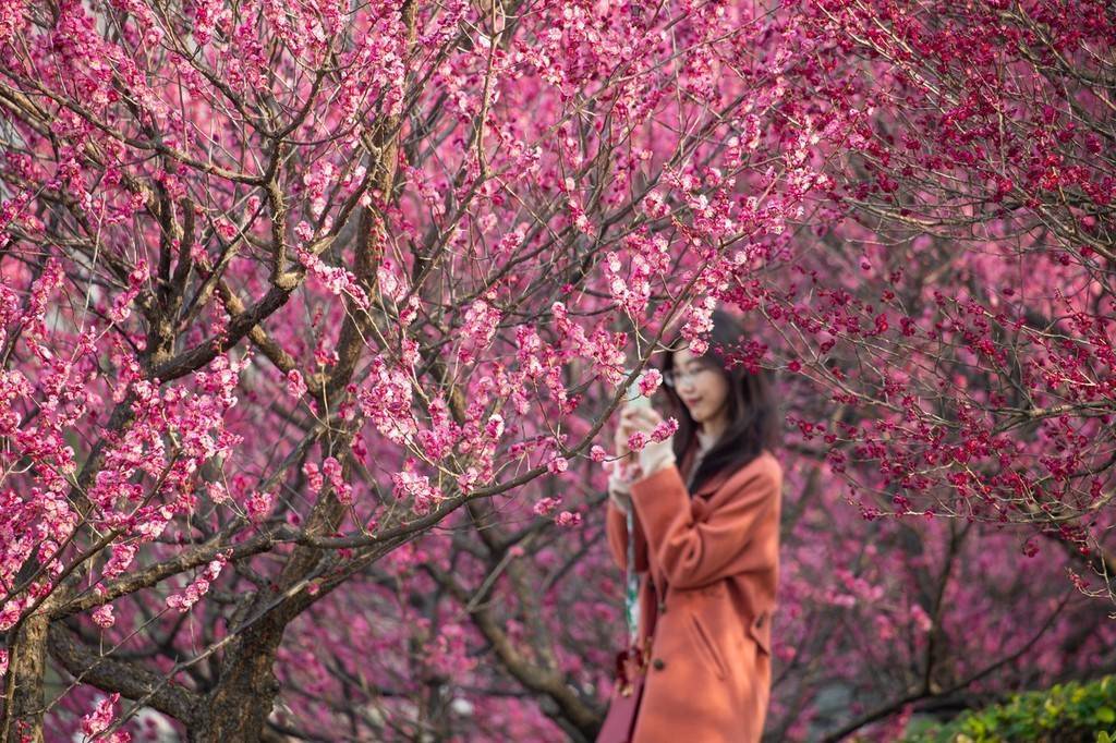 江苏南京玄武湖梅花盛开春意浓