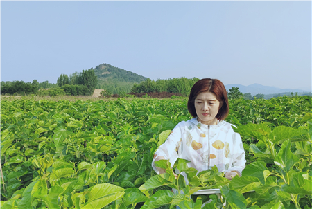 山东省泰安市驻村第一书记张冬梅开发“祝山”桑叶尖茶