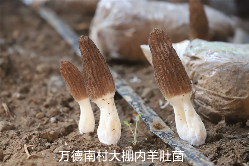 利用闲置棚发展羊肚菌产业 有效拓宽村集体经济增收新路径